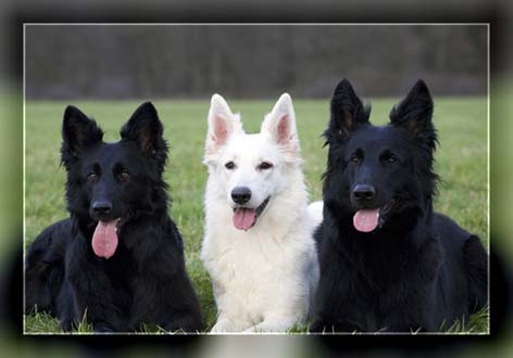 Schaferhunde Weisse Schaferhunde Altdeutsche Schaferhunde