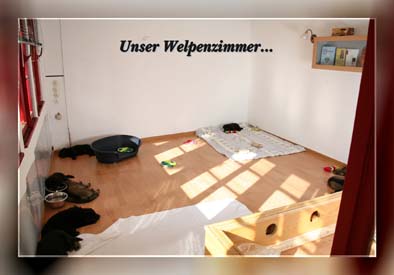 Welpenzimmer_mg