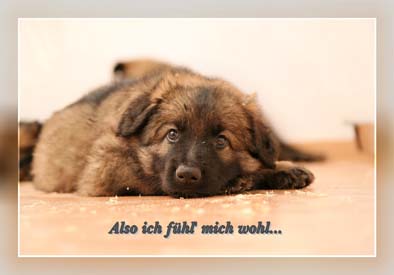 Welpenzimmer mit welpe_mg